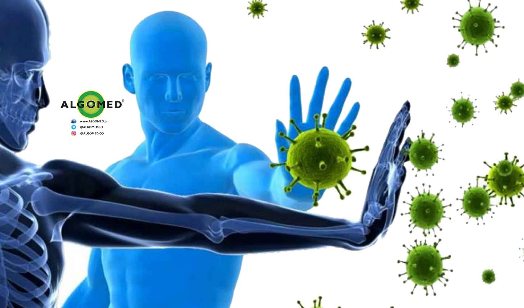 آلگومد و سیستم ایمنی بررسی علمی اثرات تقویتی جلبک کلرلا بر سلامت بدن