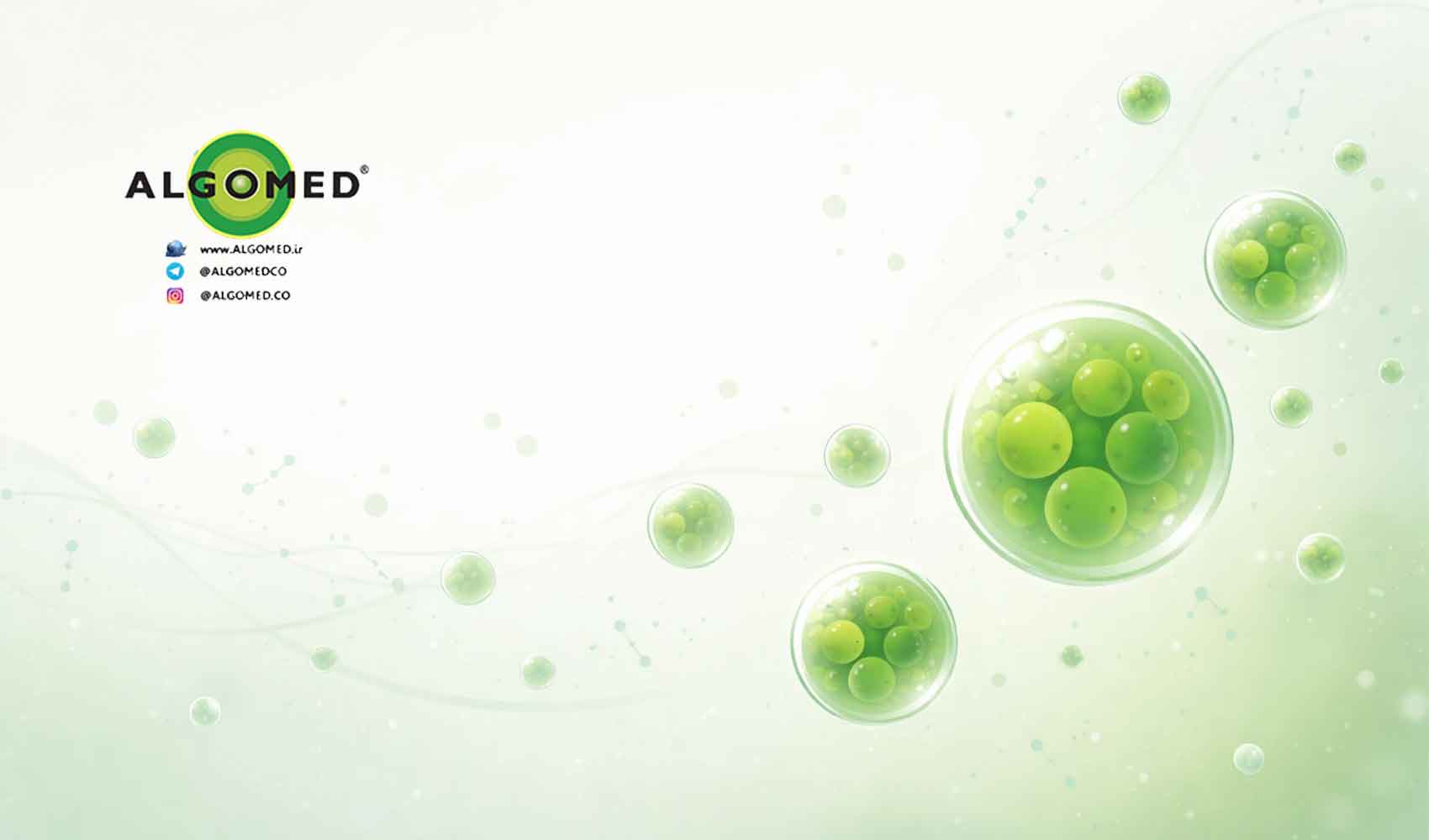 آلگومد چیست و چرا به آن سوپرفود گفته می‌شود؟