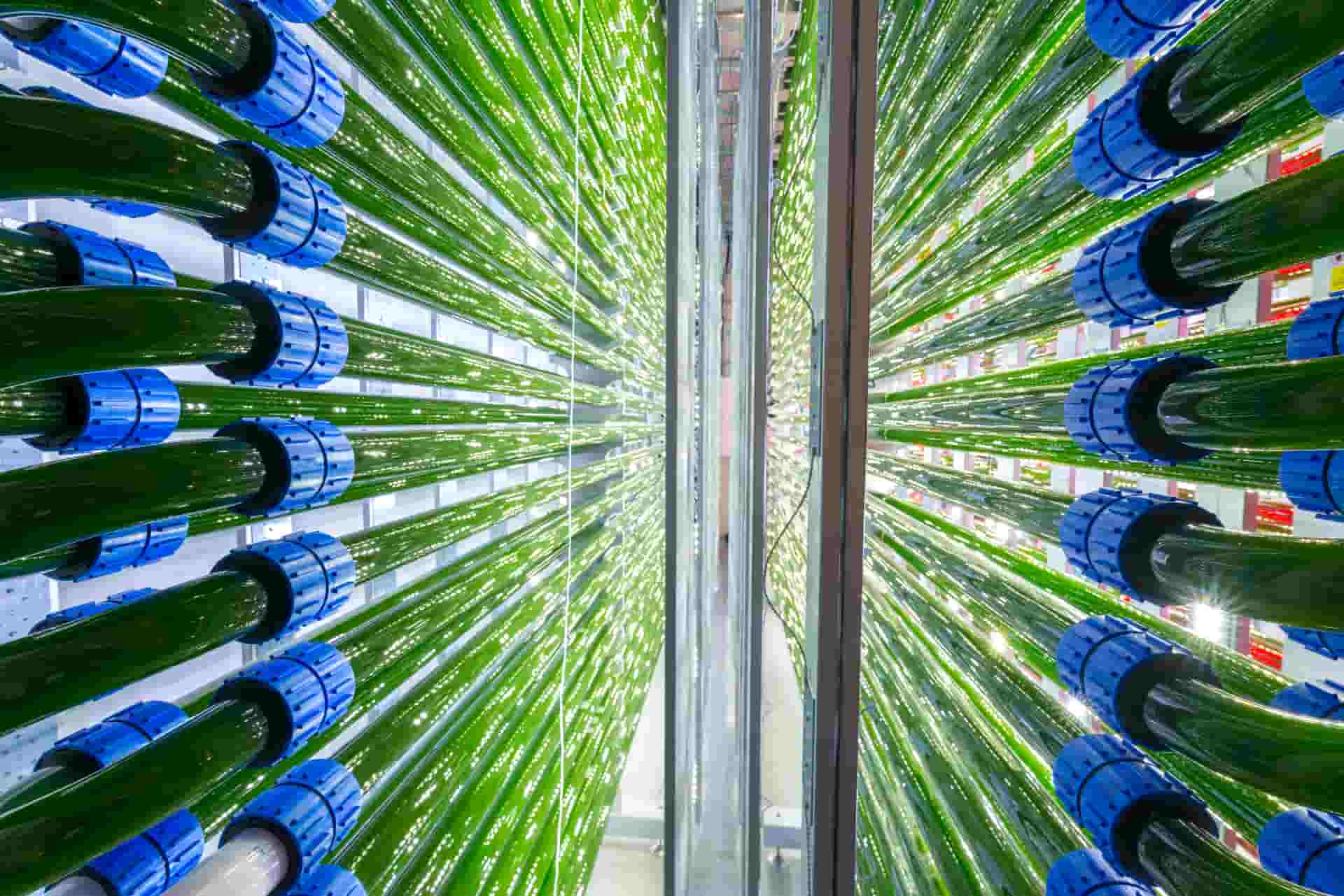 فضای تولید محصولات آلگومد با رعایت استانداردهای کیفی